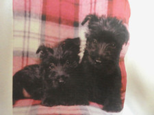 Scottish Terrier 'Scotty' Unisex Crewneck Sweatshirt Long Sleeve Size L