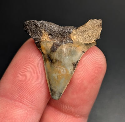 #ad Rare Patterned River Stained Isurus Praecursor Mako Shark Tooth Florida $28.00