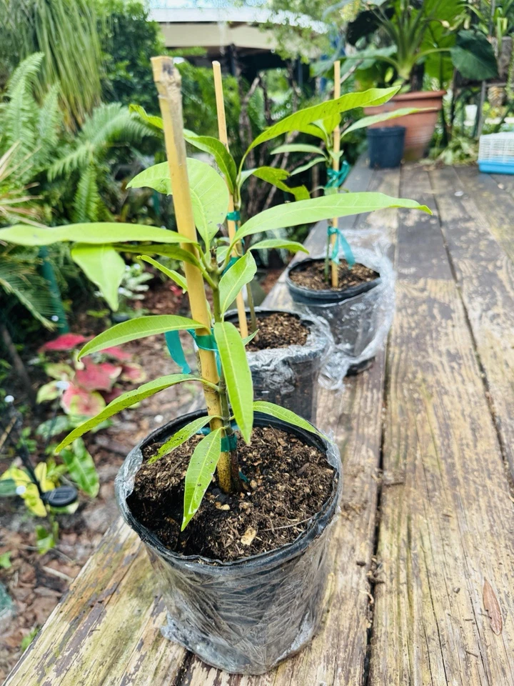 Orange Sherbet mango Tree In Pot - Image 2 of 2
