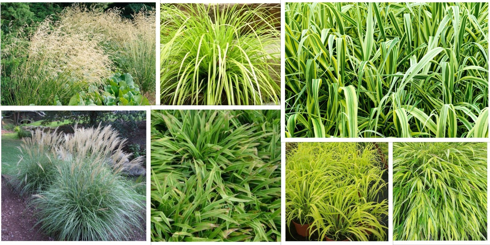 Collection of 6 ornamental grasses for shade eBay