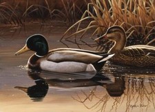 Ceramic Backsplash Tile Mural Waterfowl Bird Kitchen/Bathroom - Quiet Couple