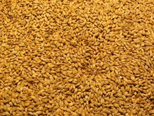 5 lbs. Barley Seed Fodder Wildlife Food Plot Forage Cover Crop