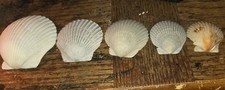 Lot of 5 Natural Scallop Seashells - Coastal Decor, Beach Crafting, Nautical