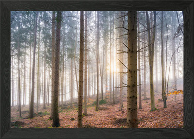 Nebelwald Sonnenaufgang gerahmtes Wandbild Poster Leinwanddruck Bild