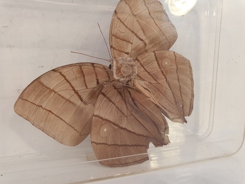 Large Natural Real Butterfly Specimen In Plastic Case Stunning Peace. - Picture 4 of 12
