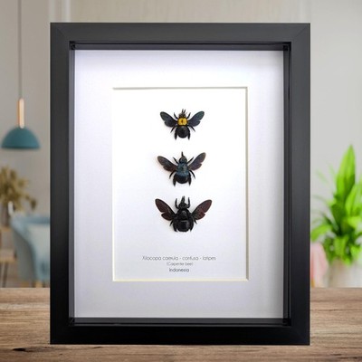 Gerahmtes Zimmermann Biene Taxidermie Set - ethische Herkunft Entomologie Geschenk (8x10)
