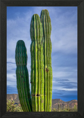Cardon Kaktus gerahmtes Wandbild Poster Leinwanddruck Bild