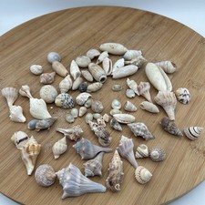 Seashells Tiny Assorted Sea Shells Crafts Collectibles Home Decor