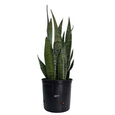 Sansevieria Zeylanica Live Indoor Plant in Growers Pot Avg Shipping Height 2 Ft.