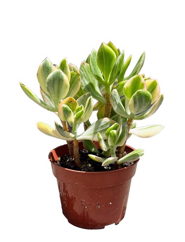 Crassula ovata Variegated 'ET's Fingers' Jade Succulent Plant In 4 Pot |  eBay