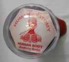 Human Body 4D HEAD & TORSO Skeleton Organ Anatomy Model Biology STEM Science Toy — photo 3