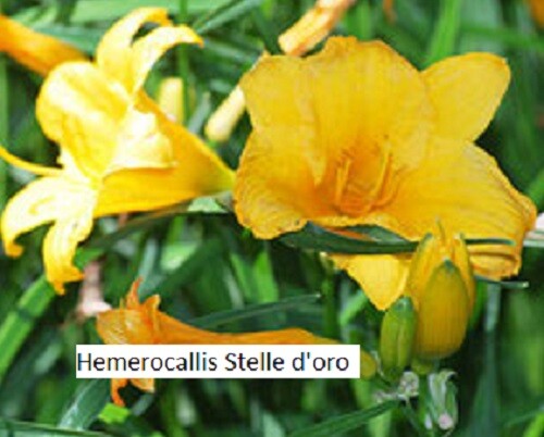 Campanula portenschlagiana Glockenblume weiß Hängepolster - Bild 12 von 12