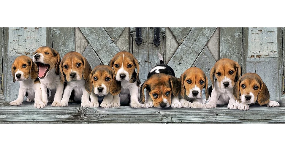 Puzzle 1000 piezas Cachorritos Beagles panorámico paisaje animales perro ENV 24 - Imagen 2 de 2