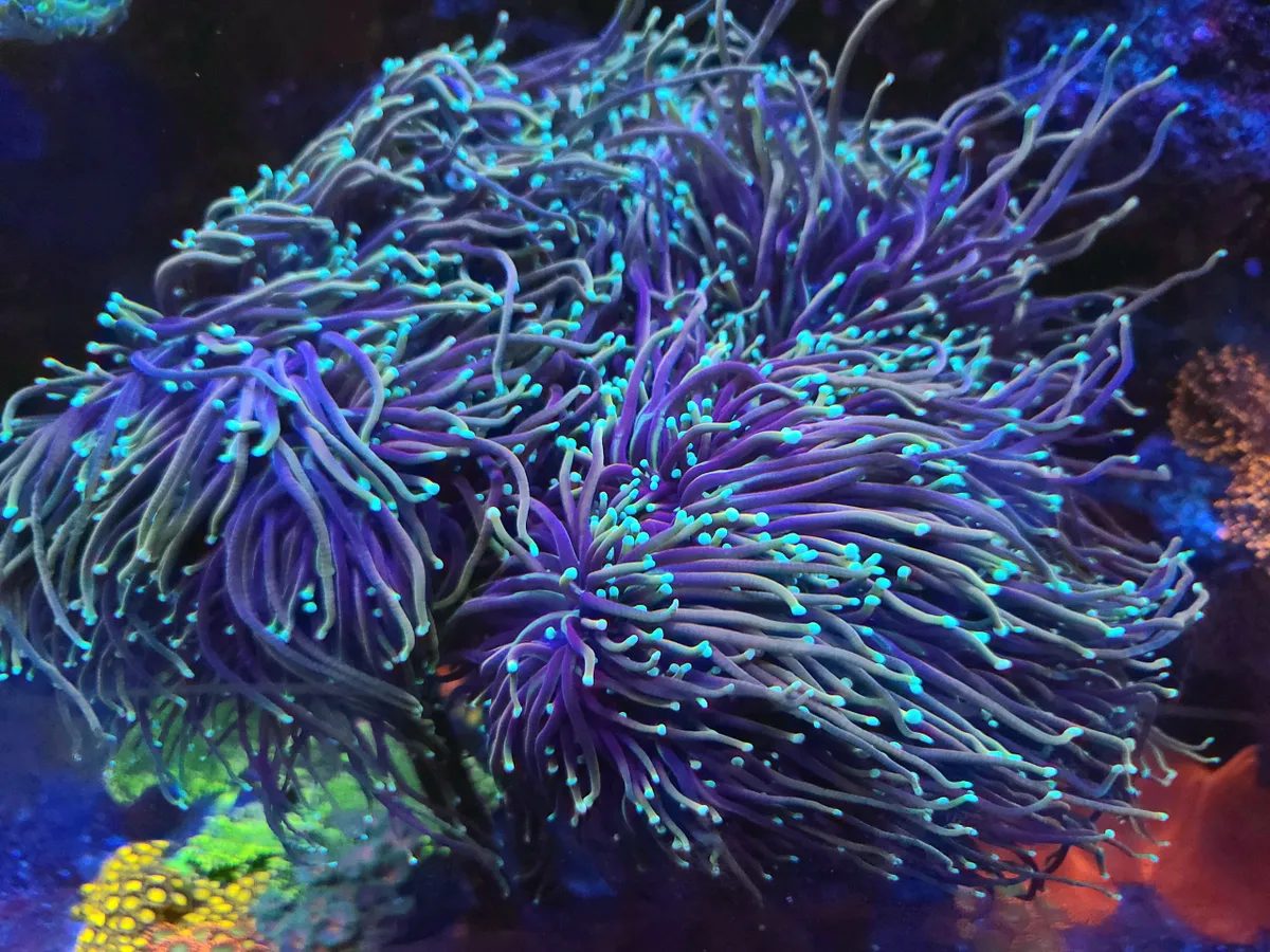 Indo Hellfire Torch * Live Coral Frag * AJs Aquariums | eBay