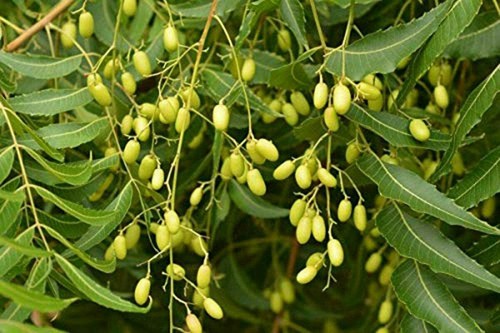 Olio Di Neem Insetticida Biologico Contro Parassiti Insetti Orto Piante Naturale - Foto 34 di 34