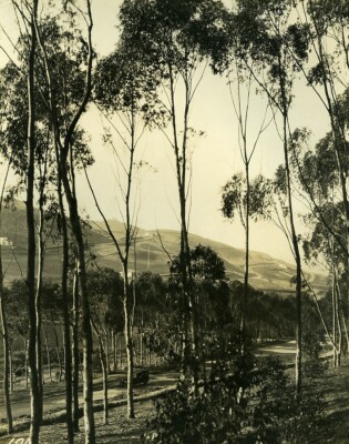 USA Kalifornien Palos Verdes Halbinsel Park Bäume altes Foto 1920er