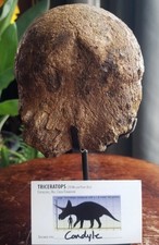 Nice Triceratops Braincase Condyle Fossil Specimen Defined Cretaceous Hel Crk MT