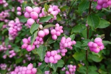 30 Coralberry Bush Seeds for Planting-Indian Currant, Symphoricarpos orbiculatus