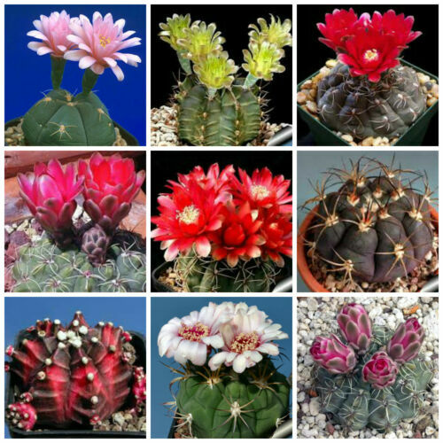Exotenherz - Gymnocalycium mihanovichii - Erdbeerkaktus - rot - 8,5cm Topf  | eBay.de