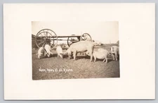 Hogs Feeding By Wagon Warm Meals At All Hours RPPC Real Photo Postcard