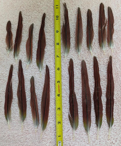 Red Conure Tail Feathers, Naturally Molted & Natural Color  #35