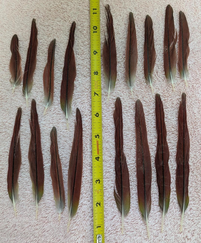 Red Conure Tail Feathers, Naturally Molted & Natural Color  #35