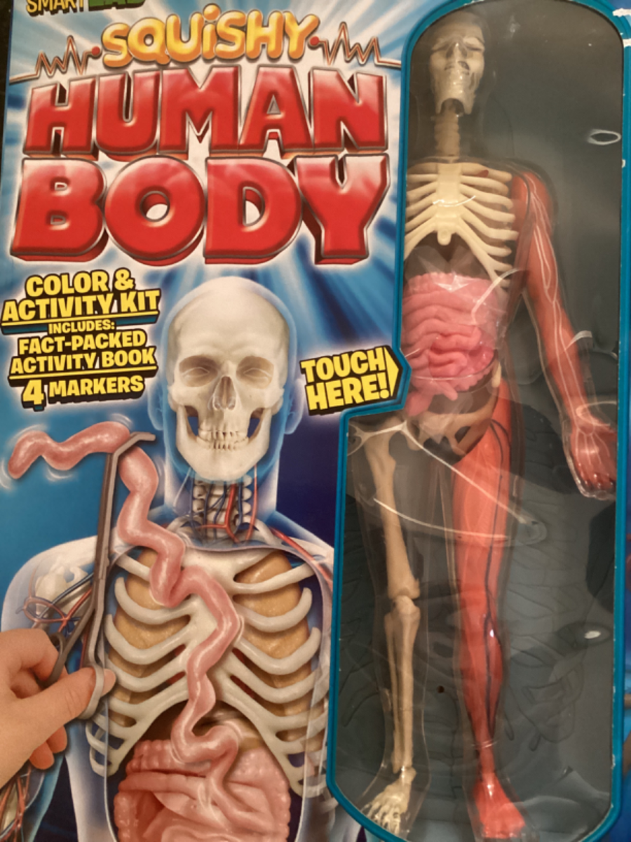 SmartLab Squishy Human Body 21 Removable Body Parts SEALED