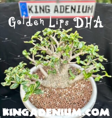 10 SEEDS ADENIUM ARABICUM DORSET HORN DESERT ROSE '' GOLDEN LIPS DHA '' NEW HYBRID