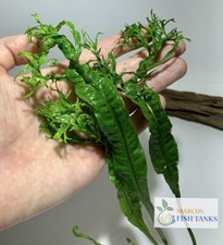 BUY 2 GET 1 FREE Microsorum Windelov Java Fern Windelov Live Aquarium Plant