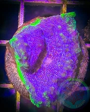 SAF~Purple Psammacora Coral Frag “WYSIWYG”, SPS, Live Coral Colony