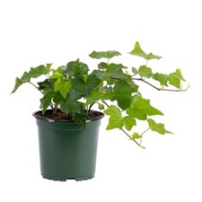 Green Ivy Live Plant, Home Garden Plant, 4 Inch Pot