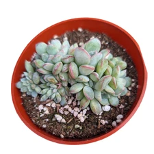 Echeveria 'Apus' Crest Succulent Plant