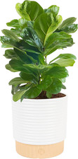 Baby Fiddle Leaf Fig Live Plant in Decorative Pot, Indoor