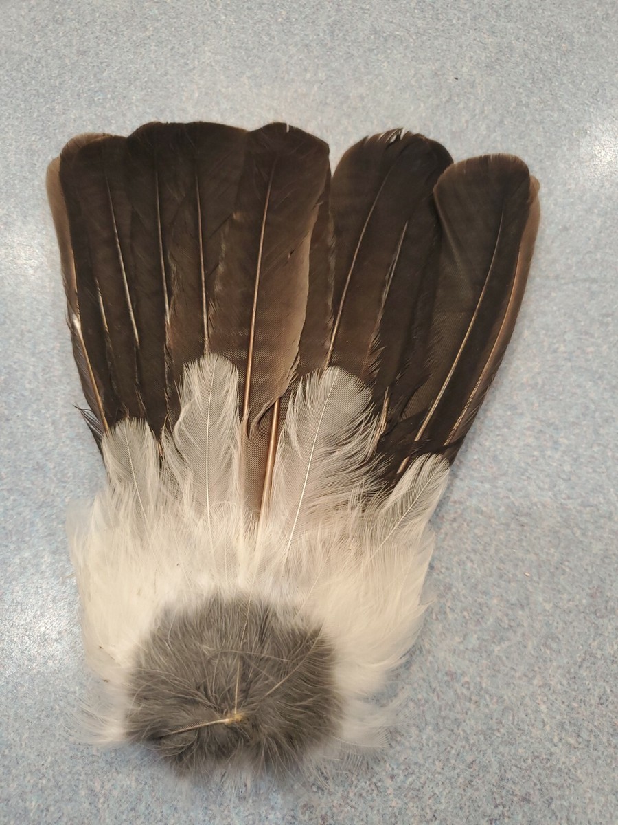 bluee feathers はまく〜ん様 3本おまとめ品 X Eurasian Blue Jay Bird Full Tail Feathers JB27 | eBay