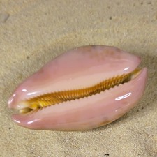 Leporicypraea mappa rosea 67mm GEM &ndash; Top Pink Color / Super Glossy