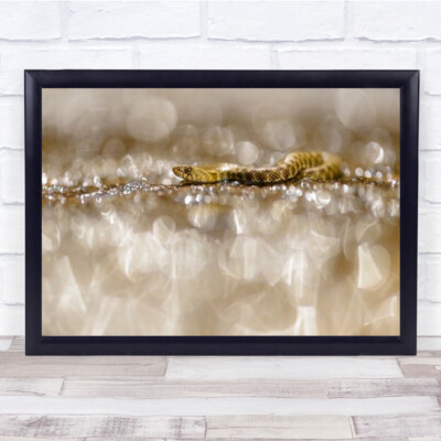 Leben unter Diamanten Schlange Bokeh Wasser Griechenland Tier Tiere Wandbild Kunstdruck