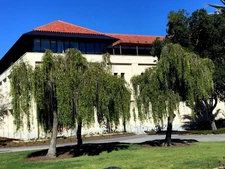 Mayten "Weeping Green Shower" Tree Seeds (Maytenus boaria) Rare Willow Like