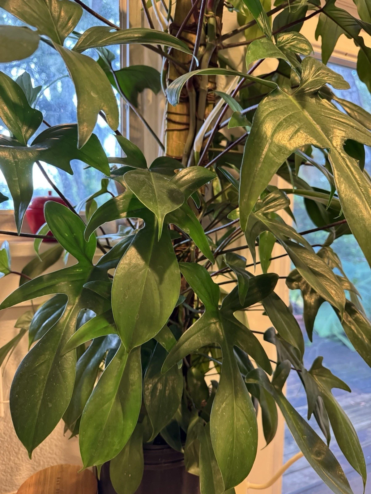 Philodendron full plant 5 feet tall