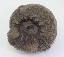 Ammonite, Olostephanus bundleus, Cretaceous, Hauterive, Niedernahne, FRG -m322