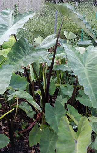 TARO - Asian Light-Green-Purple - One of the Best Taro from Southeast Asia!!!