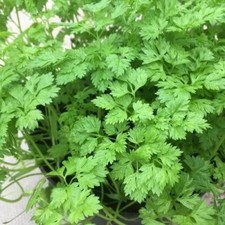 Chervil Seeds ,
