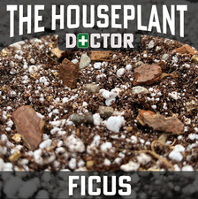 FICUS Repotting Soil (Rubber Tree Fiddle Fig Indoors Benjamina Compost