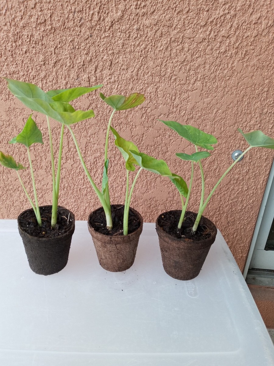 bouture philodendron Philodendron Billietiae - H:45cm, ø 15cm main image 1