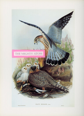 MERLIN BIRD OF PREY BEAUTIFUL ORNITHOLOGICAL COLOR ART PRINT FRAME-READY