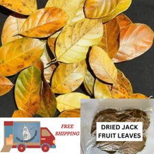 Dried Jack Fruit Leaves Organic Shrimp Aquarium Bio Film Natural Ceylon Pcs.