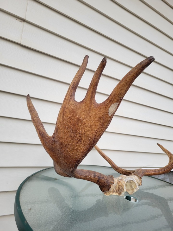 Moose Antlers Rack Horns Mount Taxidermy eBay