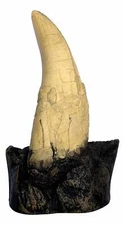 T-Rex - Tyrannosaurus Rex - Dinosaur Tooth Fossil Replica On Base