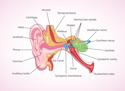 Perfect Ears Inside Human Ear Anatomy Ears Inner Structure Limited Edition Premium Poster ...