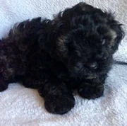 Puppies For Sale In Engadine 2233 Nsw Dogs Puppies Gumtree Australia Free Local Classifieds