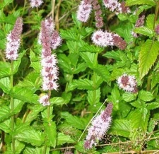 SPEARMINT 150+ FRESH SEEDS FREE USA SHIPPING 